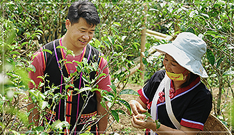 3000畝原生態茶園 源頭把控品質